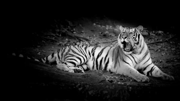 Fekete & fehér tigris — Stock Fotó