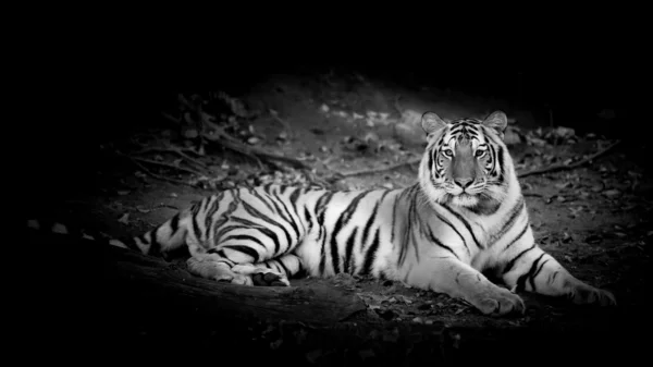 Tigre blanco y negro — Foto de Stock