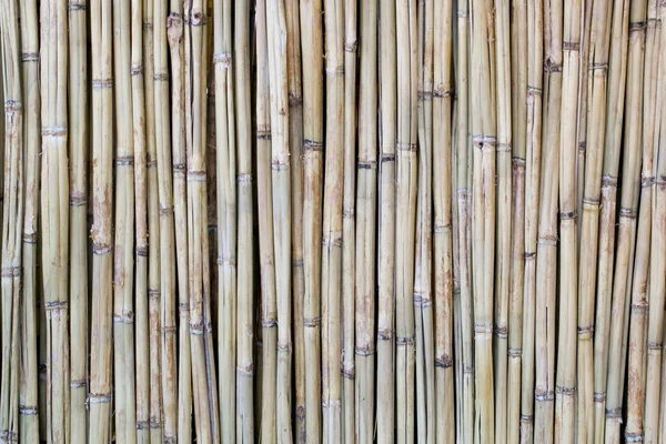 Bambu trä textur — Stockfoto