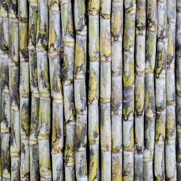 Cana de açúcar — Fotografia de Stock