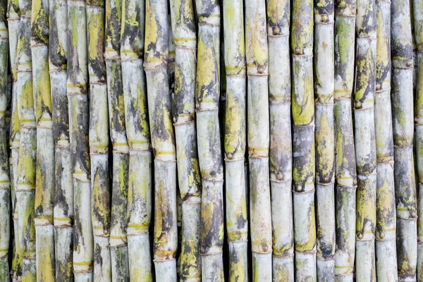 Cana de açúcar — Fotografia de Stock