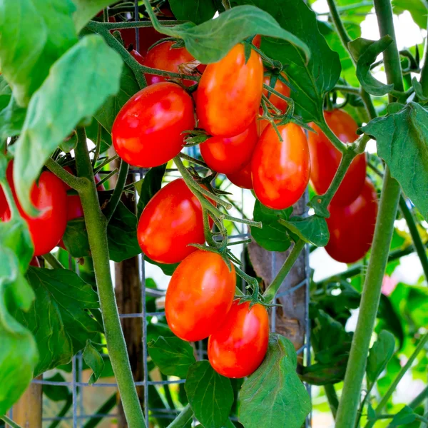 Tomates vermelhos frescos ainda na planta — Fotografia de Stock