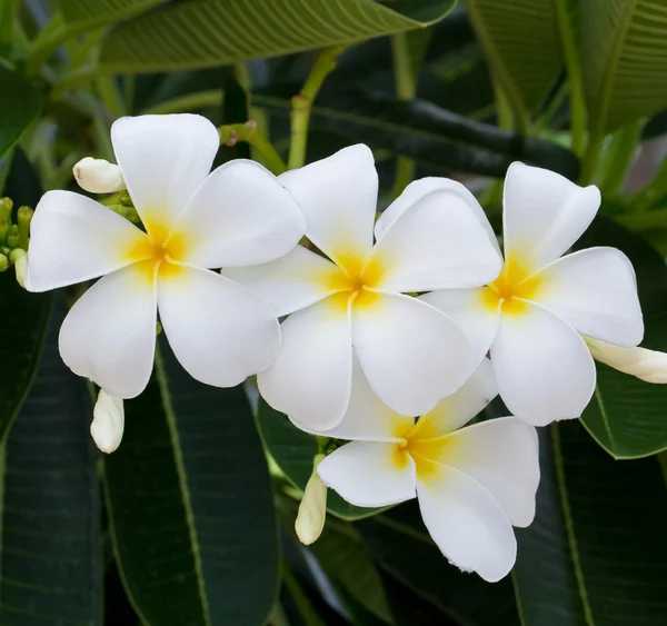 White and yellow frangipani flowers — Stock Photo, Image