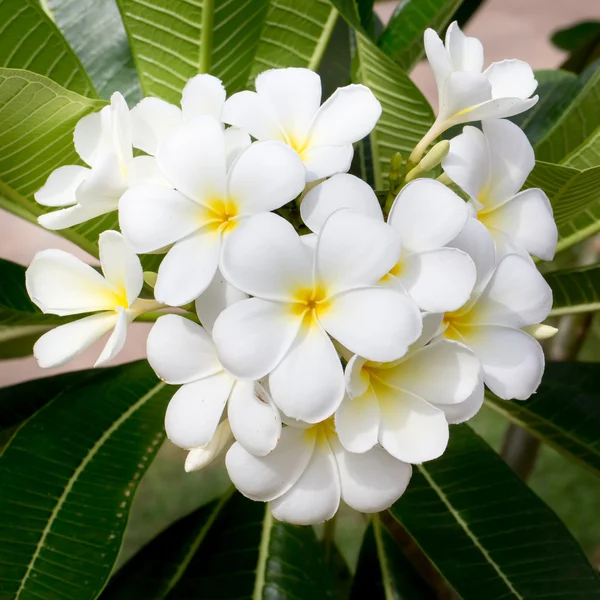 Fiori di frangipani bianchi e gialli — Foto Stock