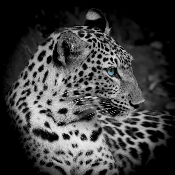 Leopardí portrét — Stock fotografie