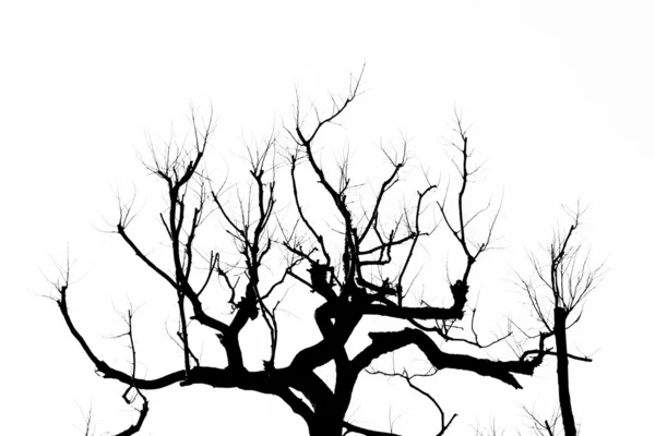 Árbol muerto sin hojas — Foto de Stock