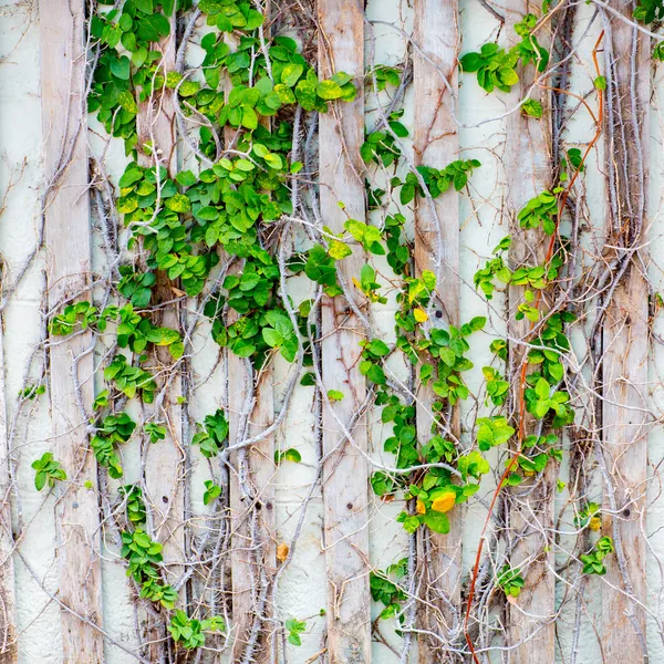 Green Creeper Texture on wall — Stock Photo, Image