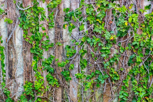 Groene klimplant textuur op de muur — Stockfoto