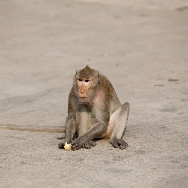 Одна обезьяна сидит на камне и ест кукурузу — стоковое фото