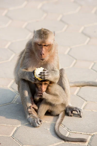 Monkey family — Stock Photo, Image