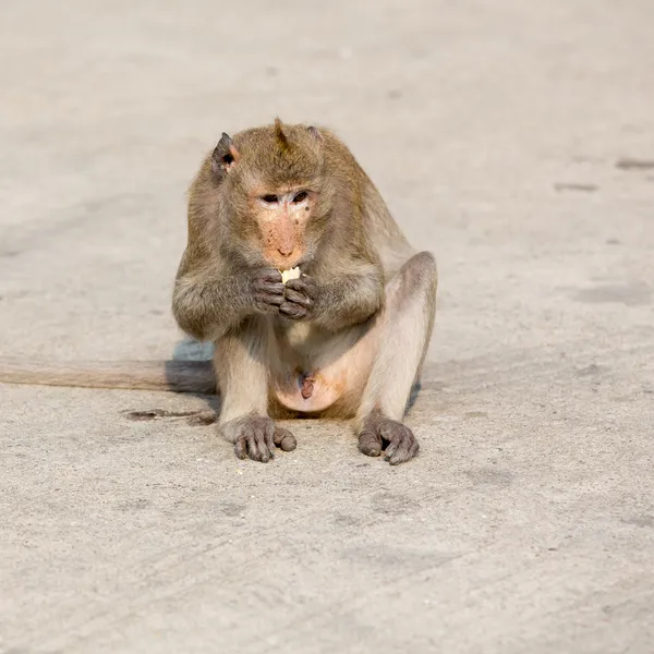 One monkey sits on the stone and eats corn — Stock Photo, Image