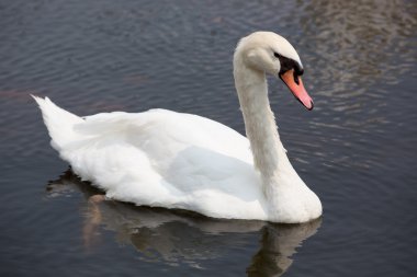 su üzerinde yüzen Kuğu