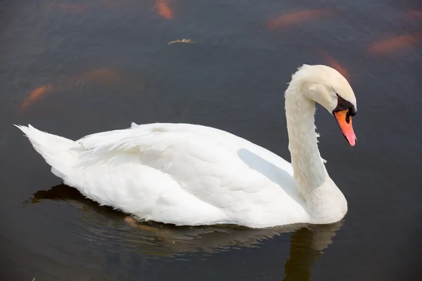 Swan som flyter på vattnet — Stockfoto