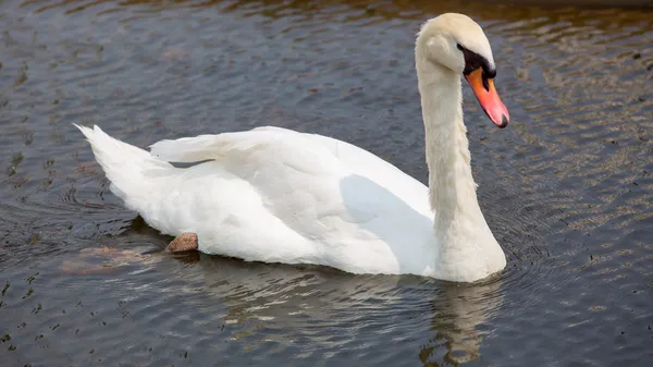 Cisne flutuando na água — Fotografia de Stock