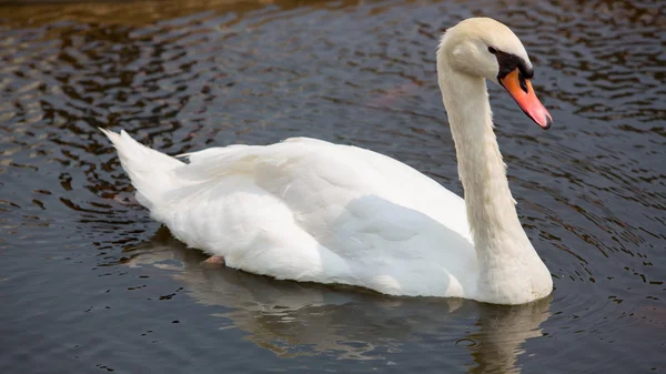 Cisne flotando en el agua — Foto de Stock