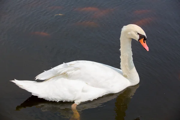 Swan som flyter på vattnet — Stockfoto