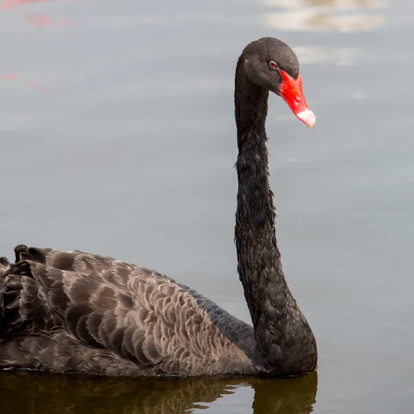 Cisne flotando en el agua — Foto de Stock