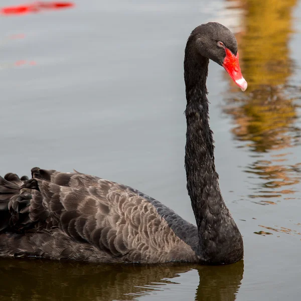 Cisne flotando en el agua — Foto de Stock