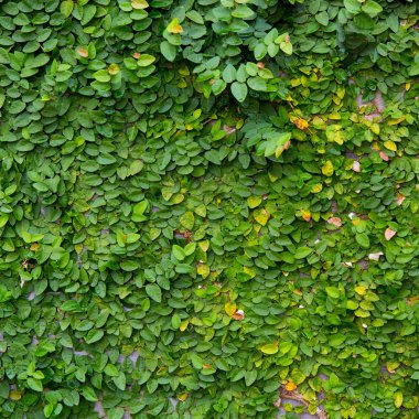 ahşap zemin üzerine yeşil sarmaşık bitki