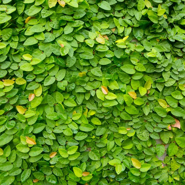 Zelené liána rostlina na pozadí — Stock fotografie