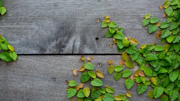 The Green Creeper Plant on wood background — Stock Photo, Image