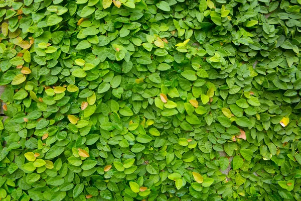 The Green Creeper Plant on wood background — Stock Photo, Image