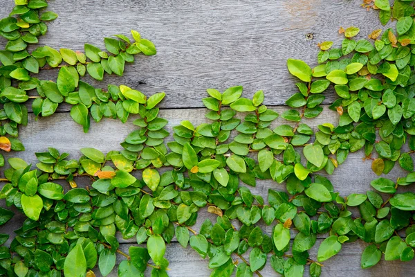 The Green Creeper Plant on wood background — Stock Photo, Image