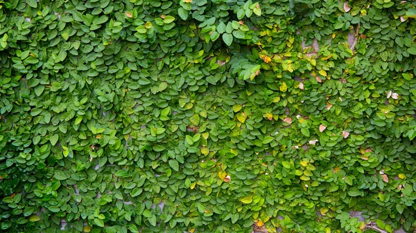 Die grüne Schlingpflanze auf Holz-Hintergrund — Stockfoto