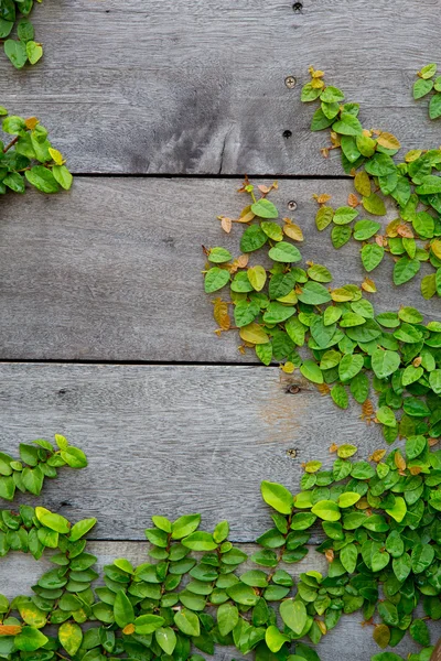 A zöld kúszónövény növény, a fa háttér — Stock Fotó