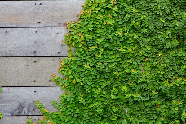 The Green Creeper Plant on wood background — Stock Photo, Image