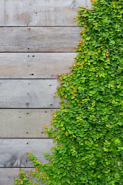 木製の背景に緑色のクリーパー工場 — ストック写真