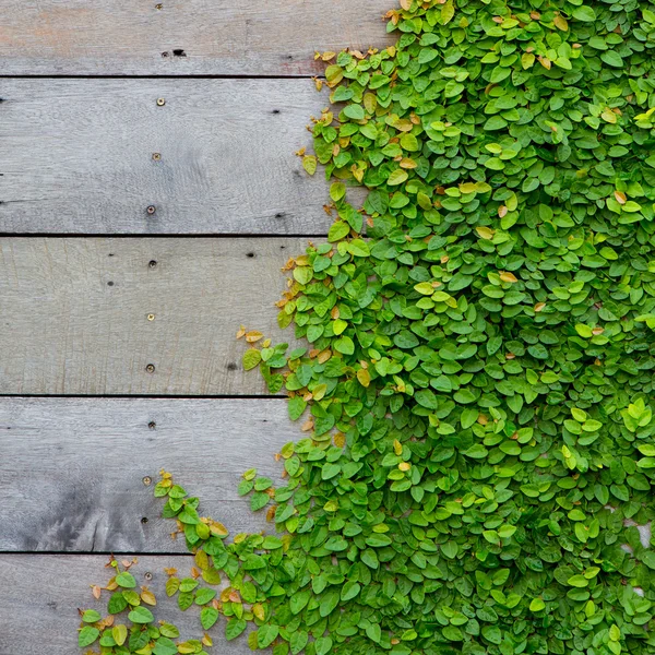 木製の背景に緑色のクリーパー工場 — ストック写真