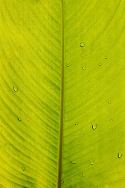 F fresh green leaf as background. — Stock Photo, Image