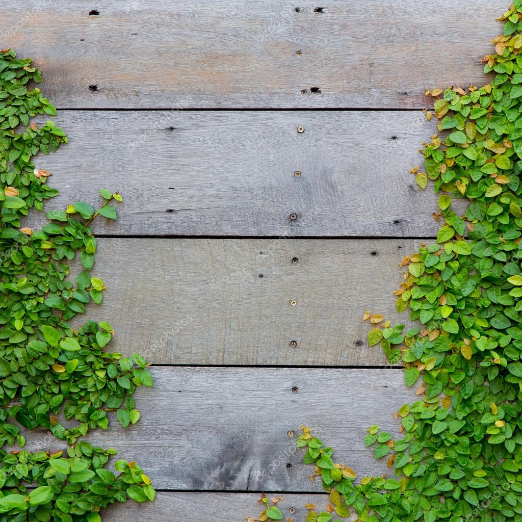 The Green Creeper Plant on wood background Stock Photo by ©piyagoon