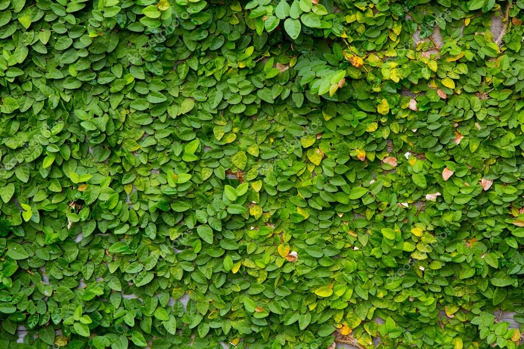 The Green Creeper Plant on wood background — Stock Photo © piyagoon