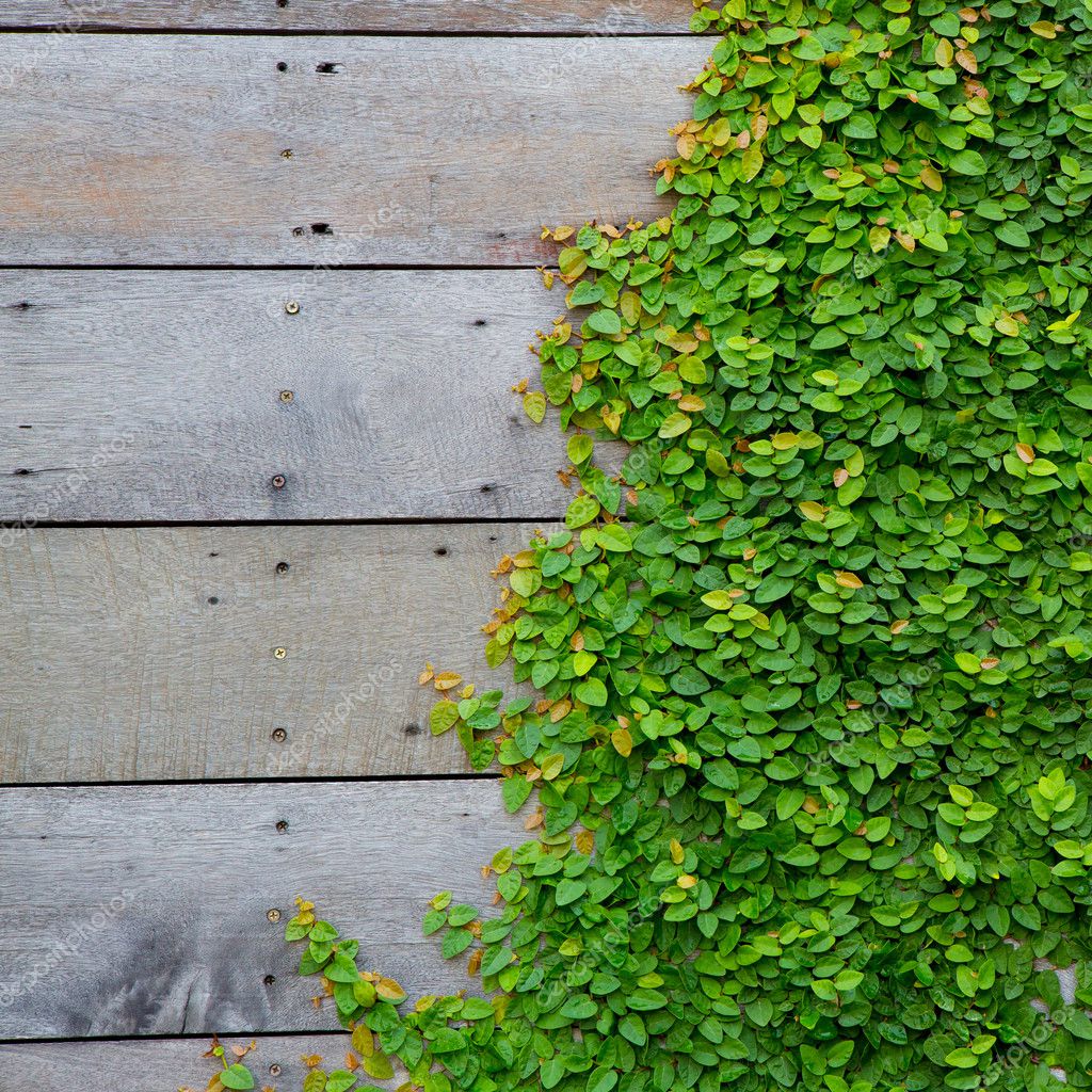 green creeper