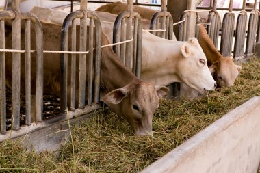 İnekler çiftlikte ahır ahır at