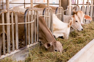 İnekler çiftlikte ahır ahır at