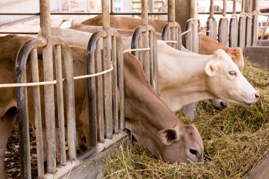 İnekler çiftlikte ahır ahır at