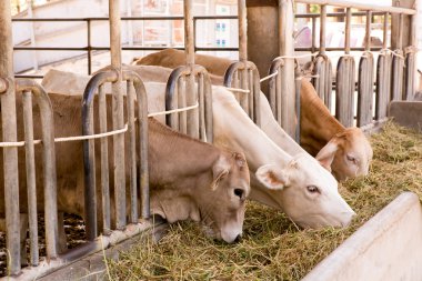 İnekler çiftlikte ahır ahır at