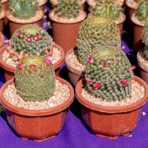 Cactus — Foto Stock