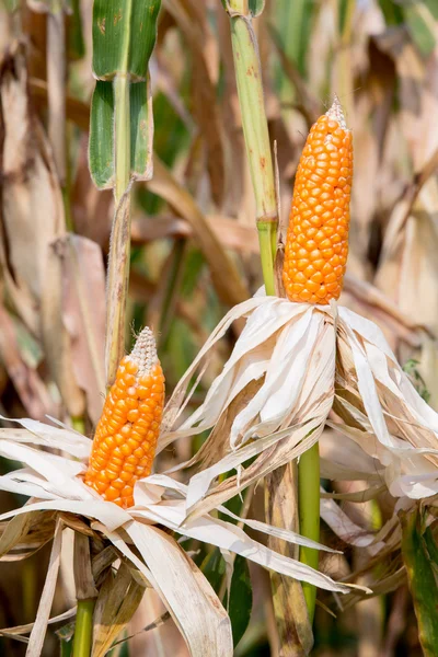 Campos de milho — Fotografia de Stock