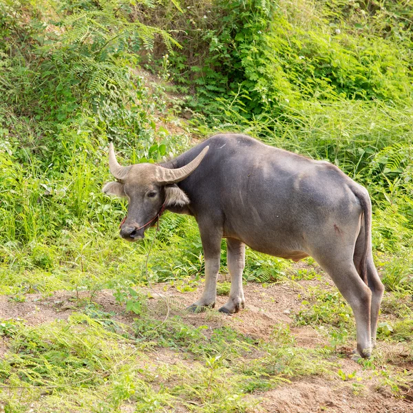 Water buffalo standing on green grass — Stock Photo, Image
