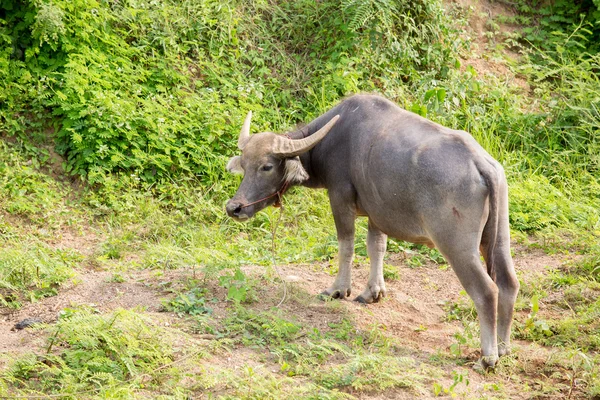 Water buffalo standing on green grass — Stock Photo, Image