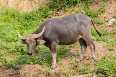 Yeşil çimlerin üzerinde duran bufalo.
