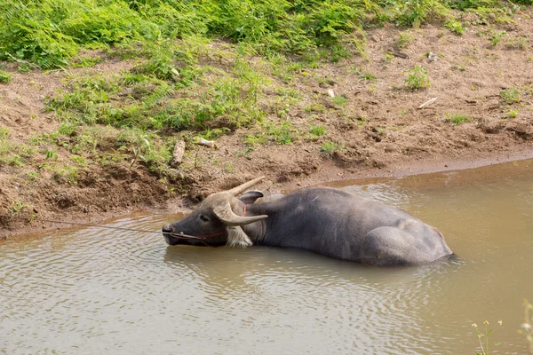 Buffalo f on the river — Stock Photo, Image