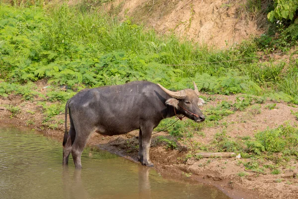 Water buffalo standing on green grass — Stock Photo, Image