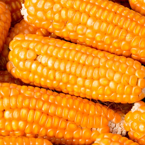 Ripe corn — Stock Photo, Image