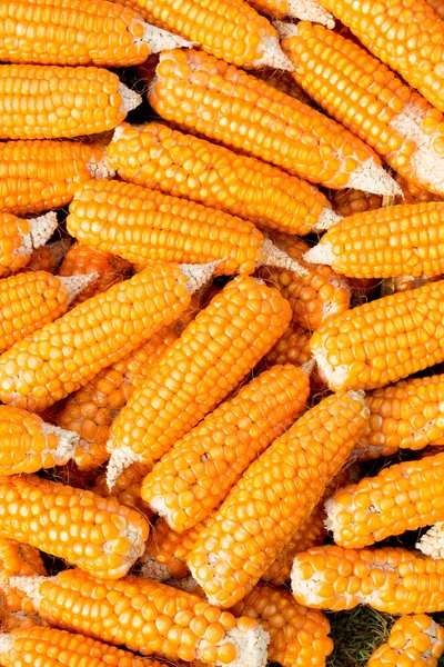 Ripe corn — Stock Photo, Image