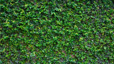 Yeşil sarmaşık doku